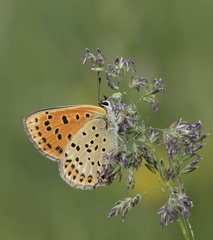 Lycaena bleusei