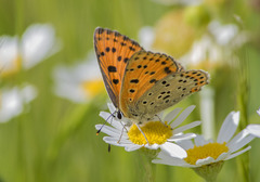 Lycaena bleusei