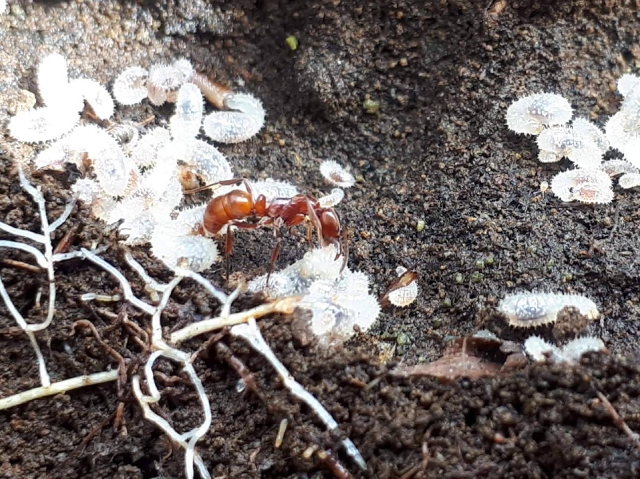 Austroponera castaneicolor