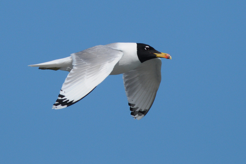 Pallas's Gull