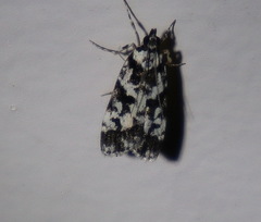 Eudonia aphrodes