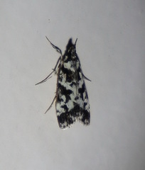 Eudonia aphrodes
