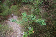Pelargonium greytonense