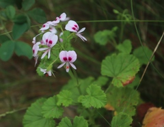 Pelargonium greytonense