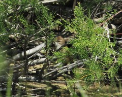 Acrocephalus arundinaceus