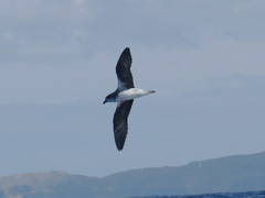 Pterodroma feae deserta