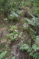 Pelargonium greytonense