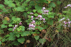 Pelargonium greytonense