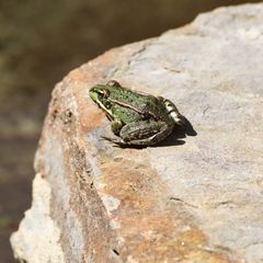 Pelophylax perezi