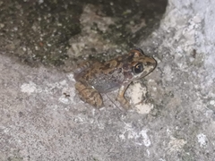 Leptodactylus troglodytes