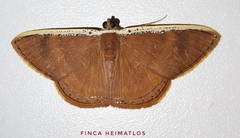 Palyas micacearia