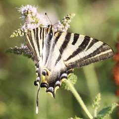 Iphiclides feisthamelii