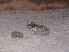 Leptodactylus troglodytes