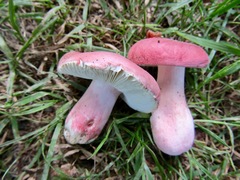Russula zvarae