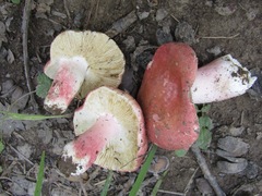 Russula zvarae