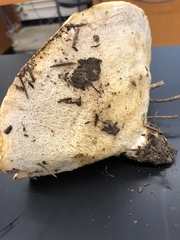 Amaropostia stiptica