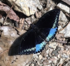 Lexias dirtea merguia