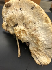 Amaropostia stiptica