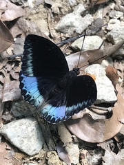 Lexias dirtea merguia