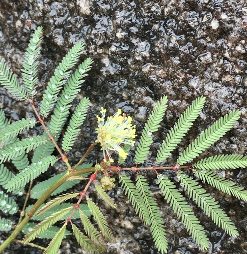 dwarf bundleflower (Desmanthus tatuhyensis)