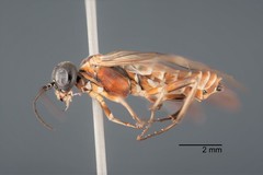 Monsoma inferentium