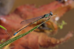 Acanthagrion lancea