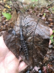 Anisomorpha ferruginea