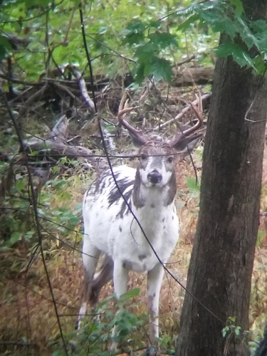 White-tailed Deer photographed in Pennsylvania