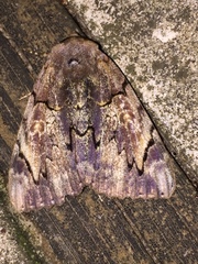 Catocala carissima