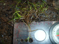 Schoenus maschalinus