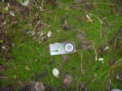 Schoenus maschalinus