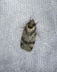 Barea confusella