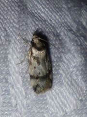 Barea confusella
