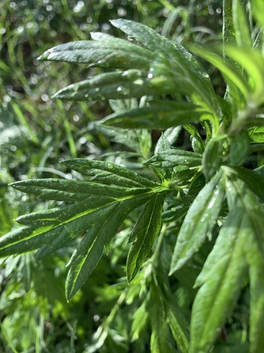 Artemisia vulgaris image