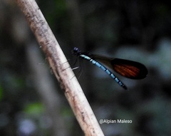 Rhinocypha pelengensis