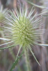 Dipsacus fullonum