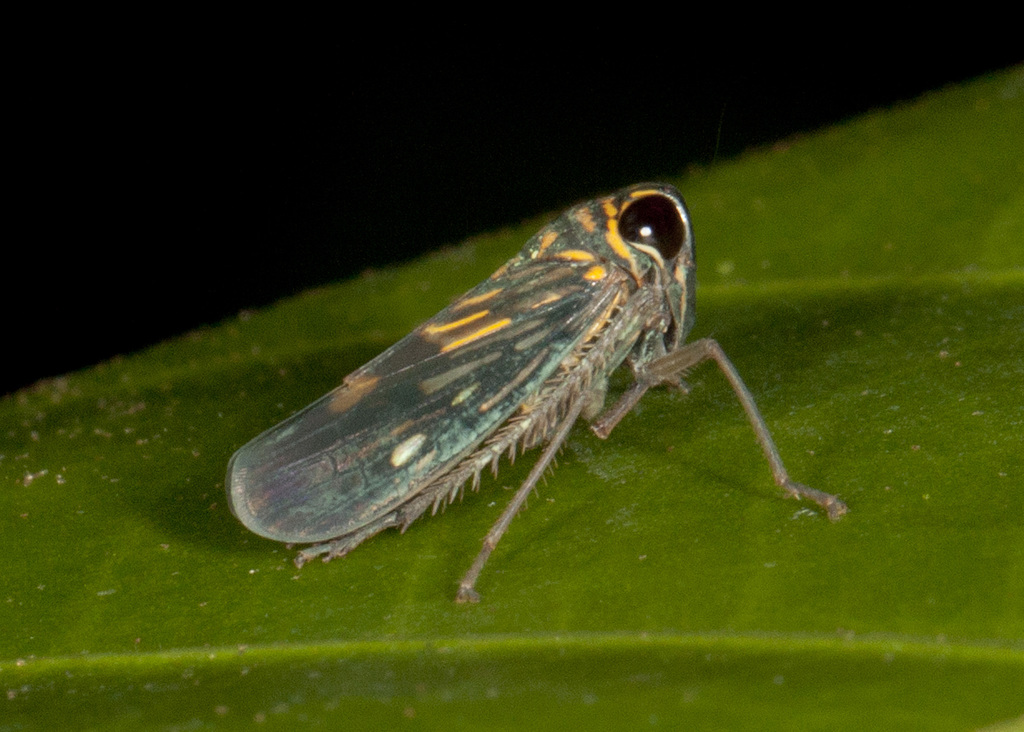 Evansolidia
