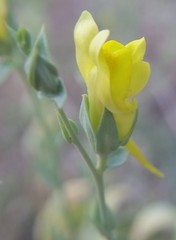 Linaria dalmatica