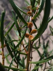 Gyrostemon australasicus