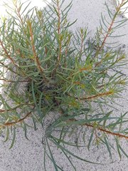 Gyrostemon australasicus