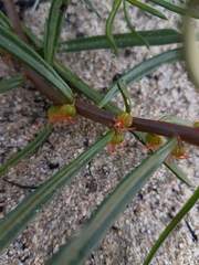 Gyrostemon australasicus