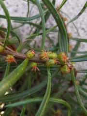 Gyrostemon australasicus
