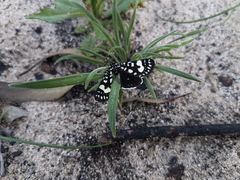 Periscepta polysticta