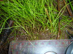 Isolepis reticularis