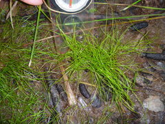 Isolepis reticularis