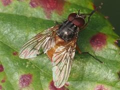 Phaonia rufiventris