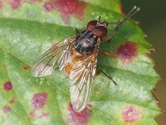 Phaonia rufiventris