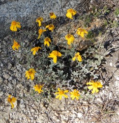 Eriophyllum lanatum integrifolium