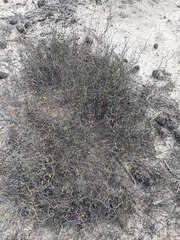 Lepidobolus drapetocoleus