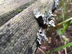 Cetrelia cetrarioides